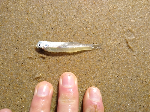 Baai-ansjovis (Anchoa mitchilli) — Engraulidae — 2