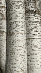 Populus alba