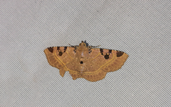 Eulepidotinae