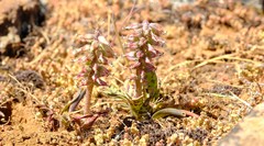 Lachenalia schelpei
