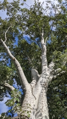 Populus alba