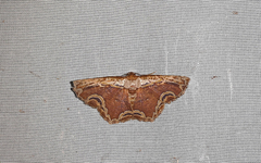 Sabulodes ornatissima