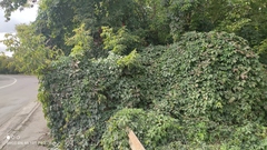 Parthenocissus inserta