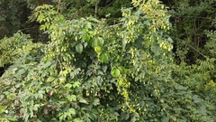 Humulus lupulus
