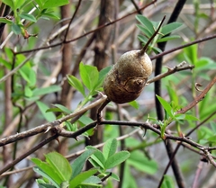Diplolepis nodulosa