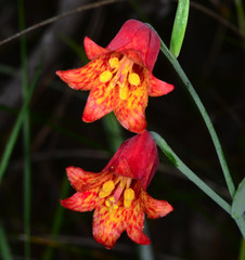 Fritillaria recurva