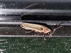 Photinus signaticollis