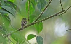 Lathrotriccus euleri