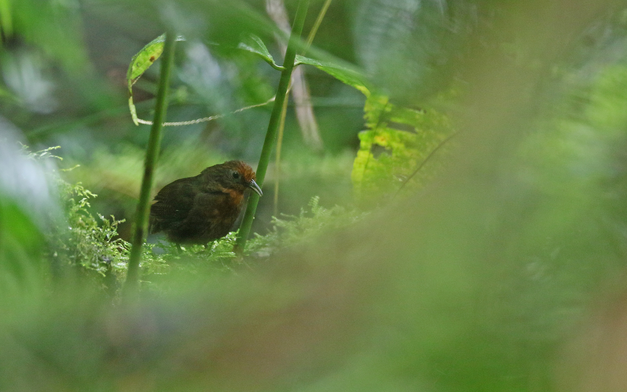Musician Wren (Cyphorhinus arada), photo 2