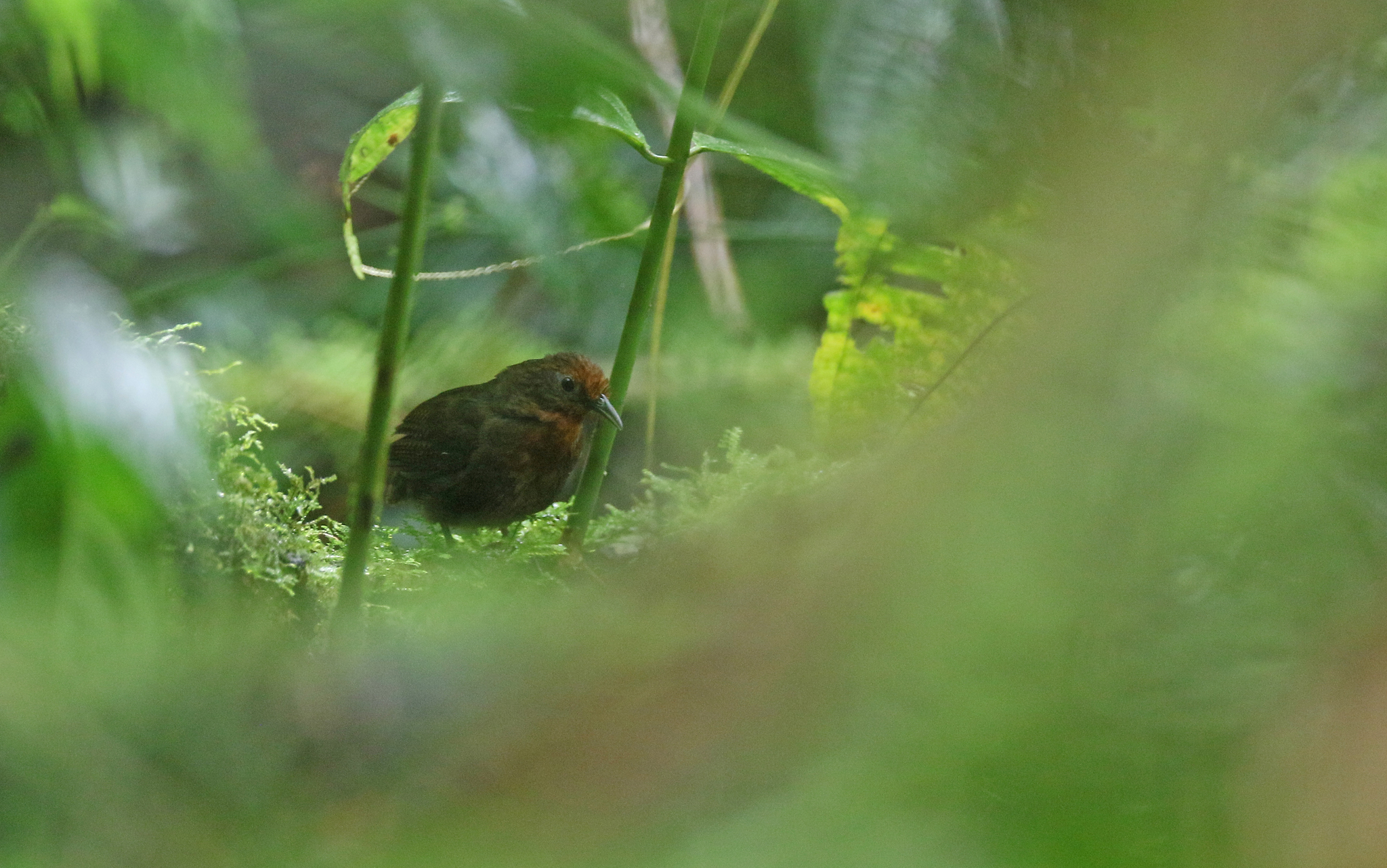 Musician Wren (Cyphorhinus arada), photo 3