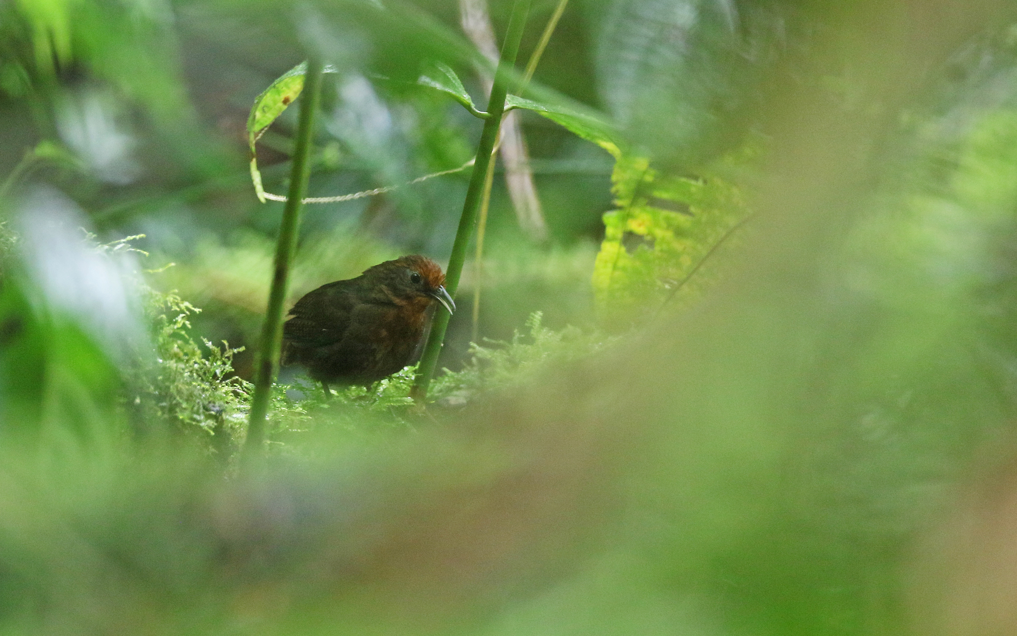 Musician Wren (Cyphorhinus arada), photo 4