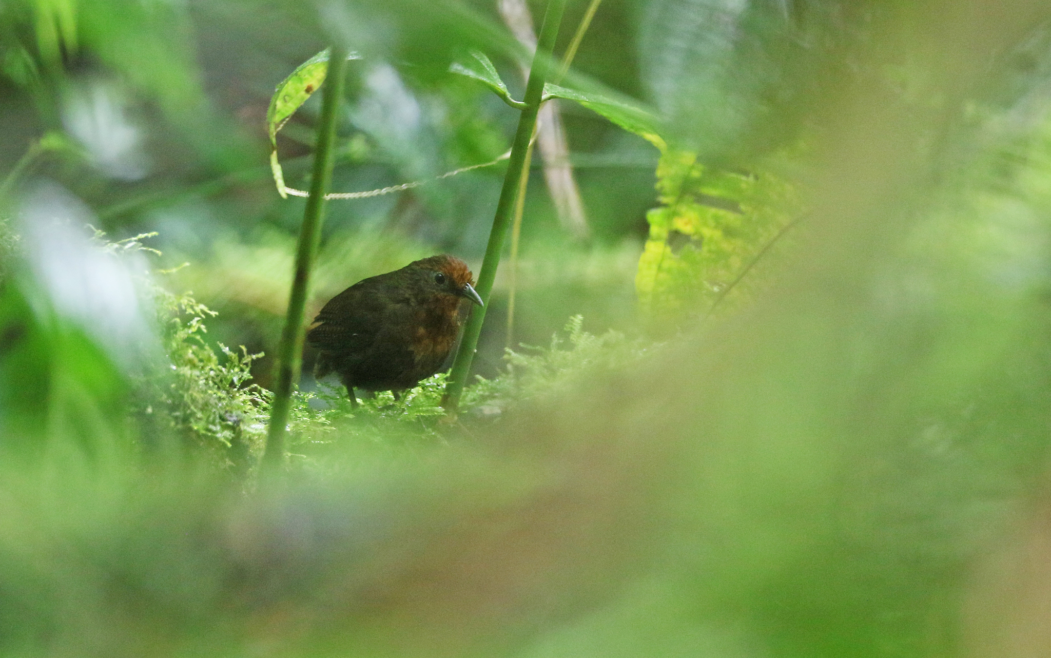 Musician Wren (Cyphorhinus arada), photo 5