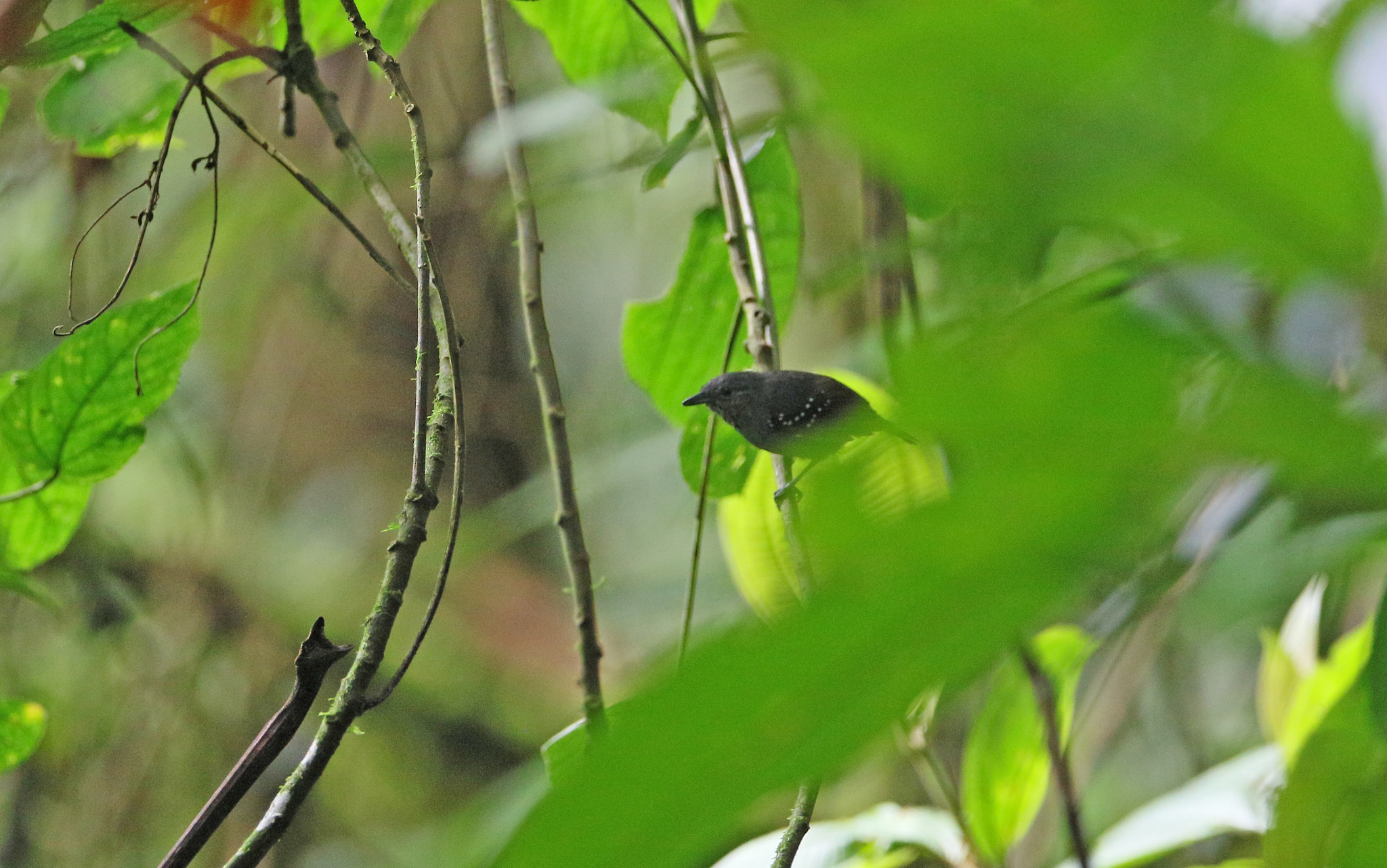 Foothill Stipplethroat (Epinecrophylla spodionota), photo 1
