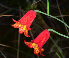 Fritillaria recurva