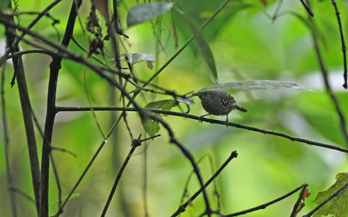 Foothill Stipplethroat (Epinecrophylla spodionota), photo 2