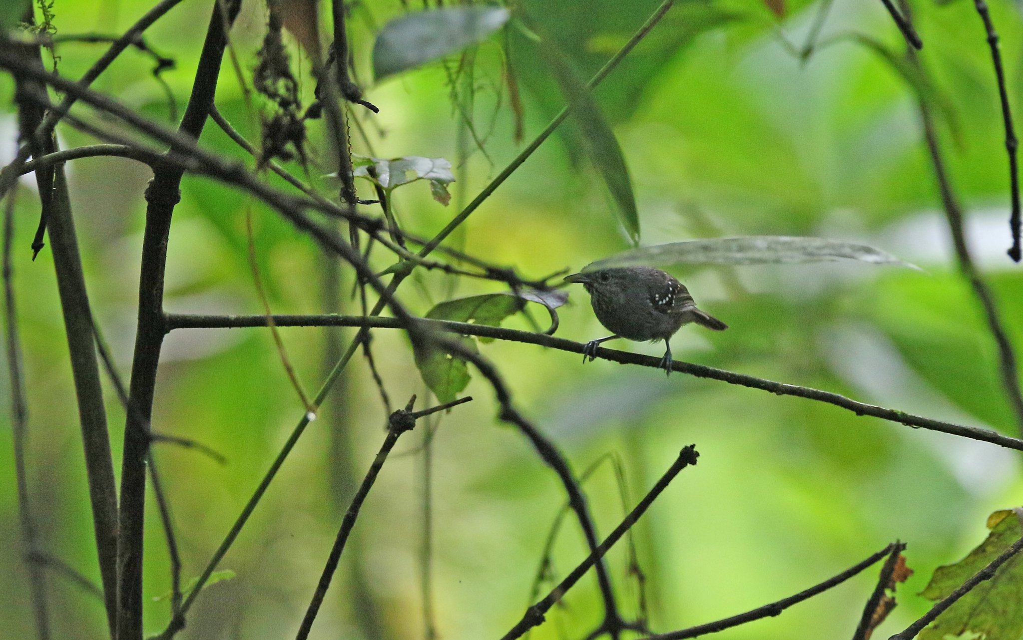 Foothill Stipplethroat (Epinecrophylla spodionota), photo 2