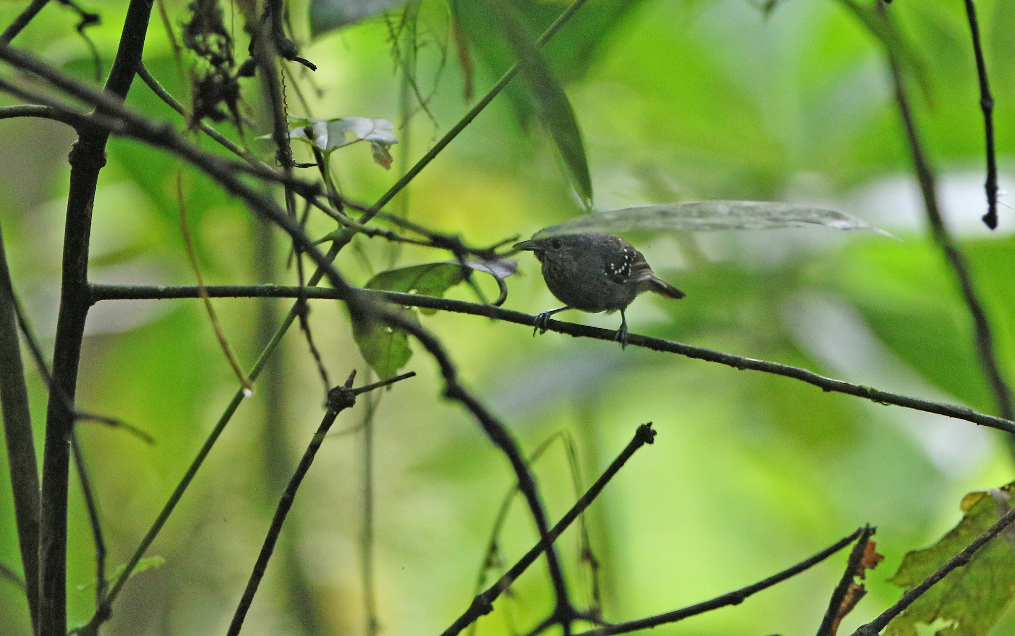 Foothill Stipplethroat (Epinecrophylla spodionota), photo 3