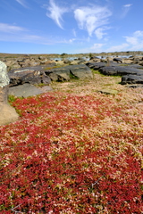 Crassula vaillantii