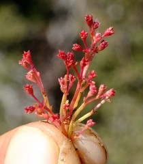 Crassula vaillantii