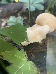 Merulius tremellosus