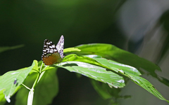 Hamadryas fornax