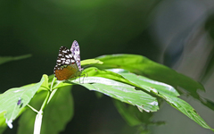 Hamadryas fornax