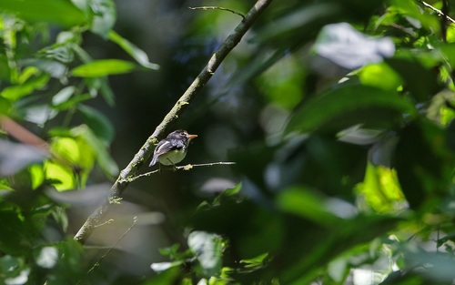 Black-and-white Tody-Flycatcher (Poecilotriccus capitalis)