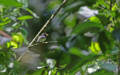 Black-and-white Tody-Flycatcher (Poecilotriccus capitalis), photo 2