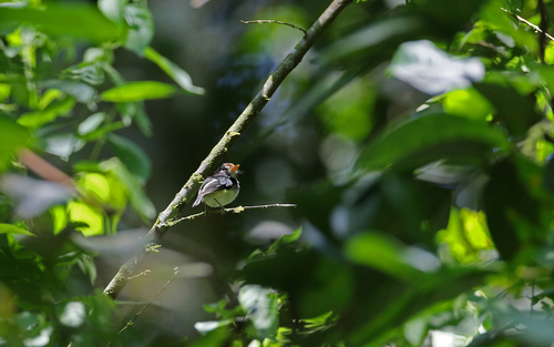 Black-and-white Tody-Flycatcher (Poecilotriccus capitalis), photo 3