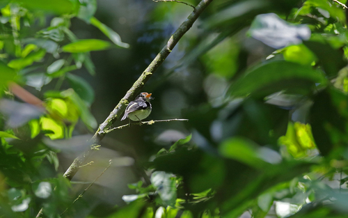 Black-and-white Tody-Flycatcher (Poecilotriccus capitalis), photo 4