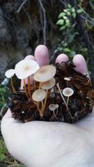 Strobilurus albipilatus