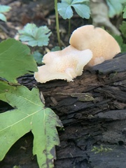 Merulius tremellosus