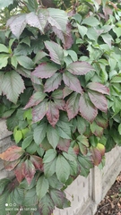 Parthenocissus inserta