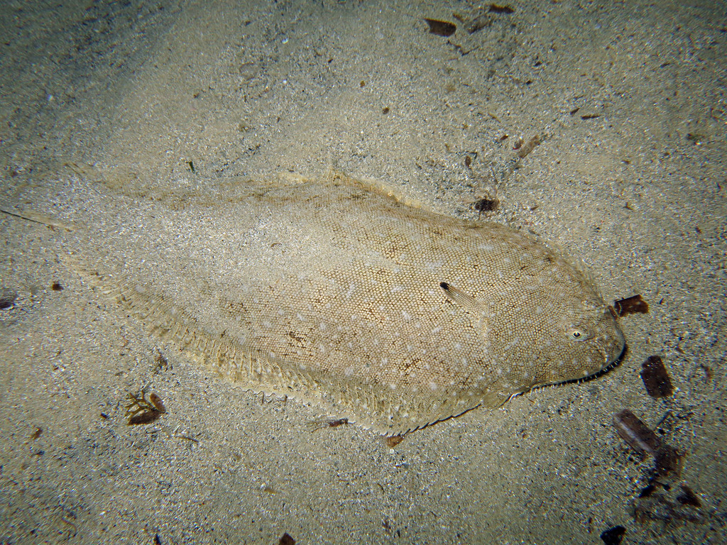 Sole