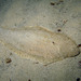 Common Sole - Photo (c) Sylvain Le Bris, some rights reserved (CC BY-NC), uploaded by Sylvain Le Bris