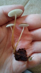 Strobilurus albipilatus