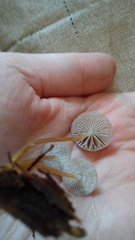 Strobilurus albipilatus