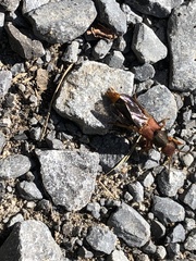 Platydracus immaculatus