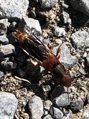 Platydracus immaculatus