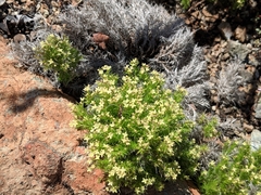 Galium andrewsii