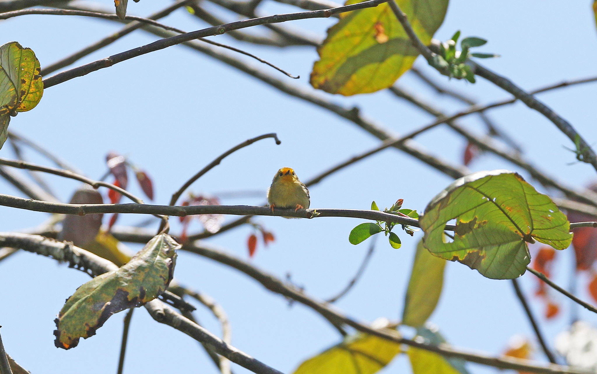 Orange-fronted Plushcrown illustration