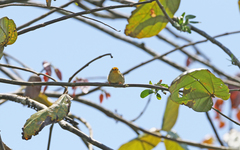 Metopothrix aurantiaca