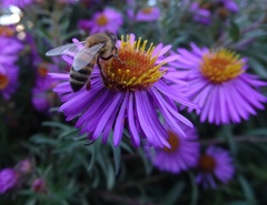 Apis mellifera