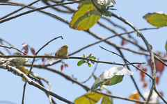 Metopothrix aurantiaca