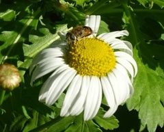 Eristalis arbustorum