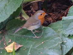 Erithacus rubecula