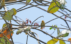 Metopothrix aurantiaca