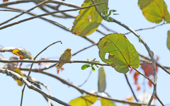 Metopothrix aurantiaca