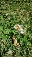 Trifolium repens