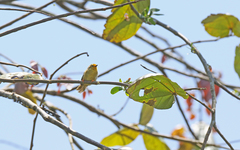 Metopothrix aurantiaca